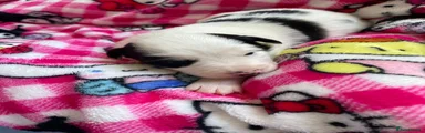 Border Collie 5