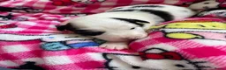Border Collie dogs for sale: Black and White Border Collie Puppies! - Advert 6