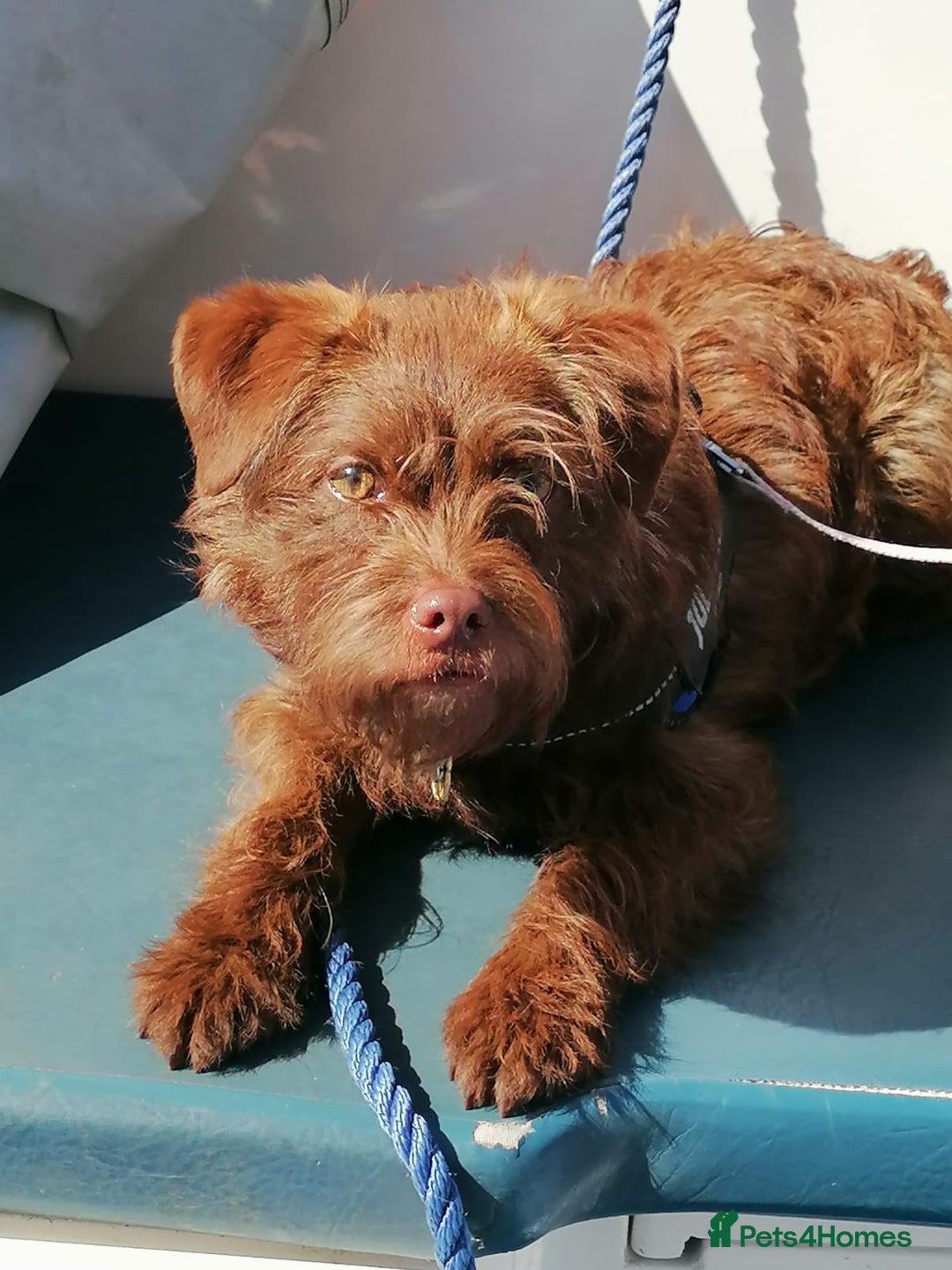 Mixed Breed dogs for sale: Brother and sister MUST stay together  - Image 6