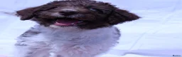 Labradoodle dogs for sale: A Better Start Fully Vaccinated Manners HomeRaised - Advert 12