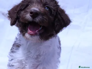 Labradoodle dogs ❤️5th Generation of our own lines, uniquely marked - Advert 4