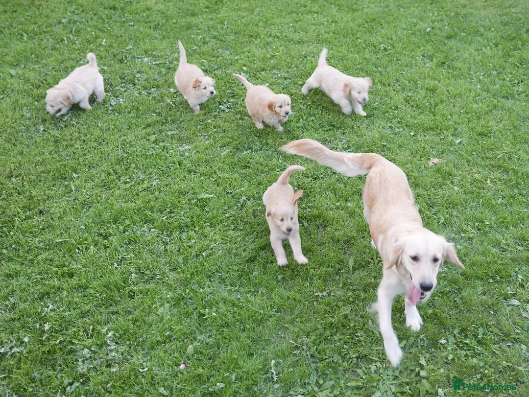 Mini Goldendoodle dogs for sale: Stunning F1 Health Tested Miniature Goldendoodles - Advert 20
