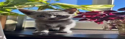 Russian Blue cats for sale: Pedigree Russian Blue Kittens - Advert 8