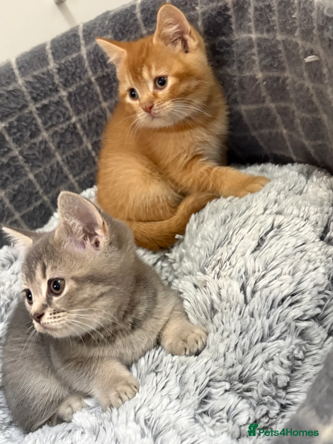 British Shorthair cats for sale: British shorthair kittens  - Advert 3