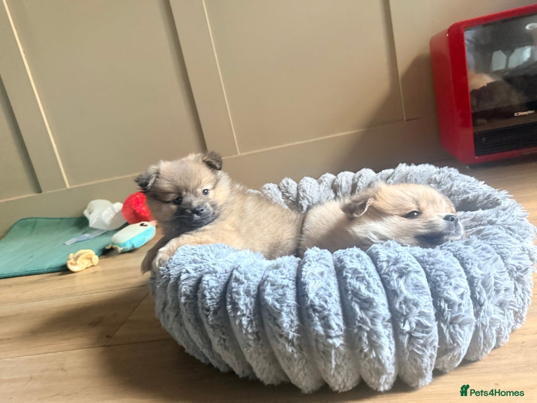 Pomeranian dogs for sale: 3 lovely girls and 1 boy Pomeranian puppies  - Advert 17