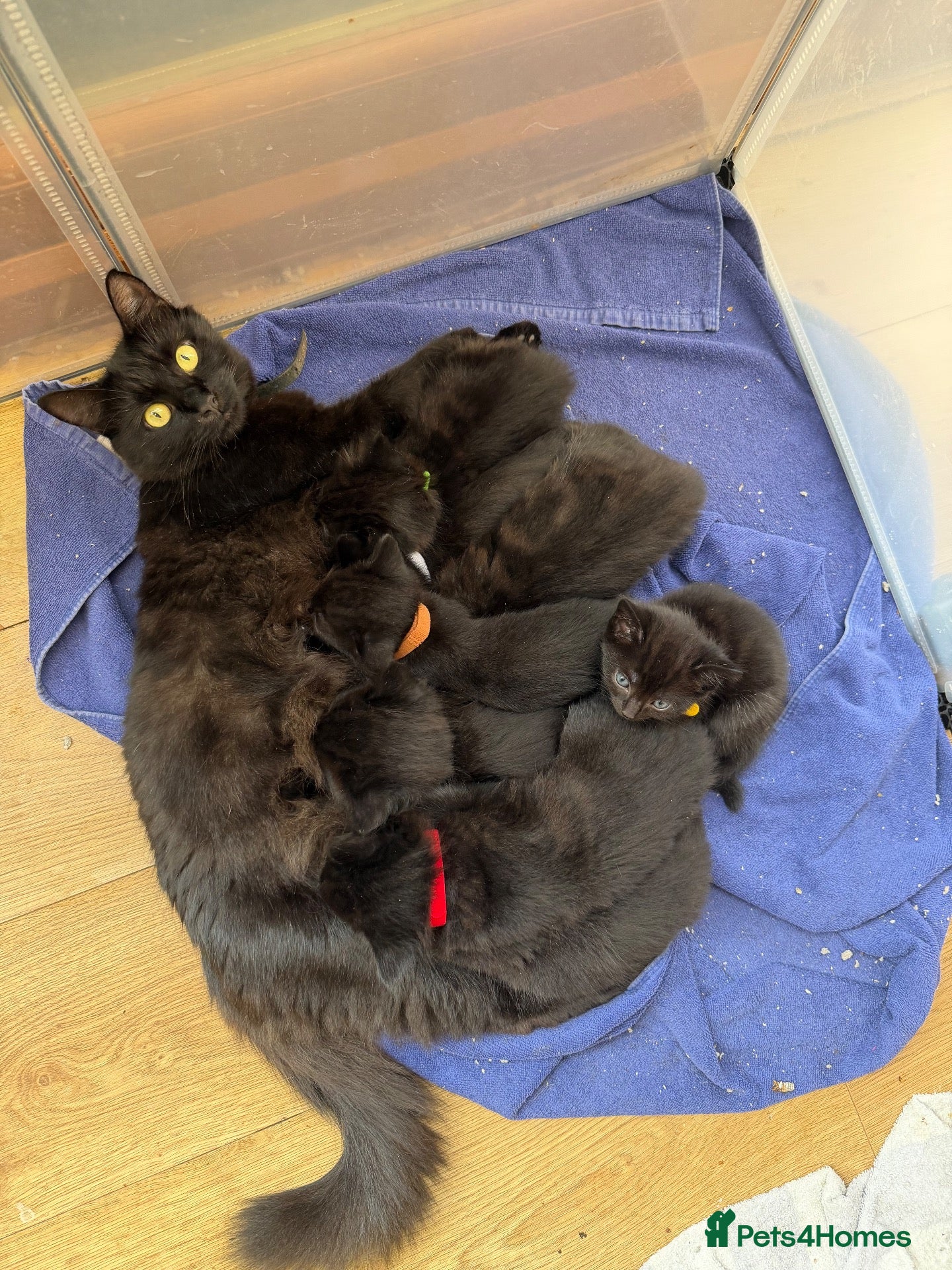 Mixed Breed cats Mixed Breed Of Black Kittens  - Advert 2