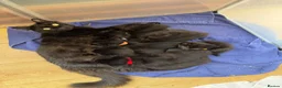 Mixed Breed cats for sale: Mixed Breed Of Black Kittens  in Coventry - Advert 1