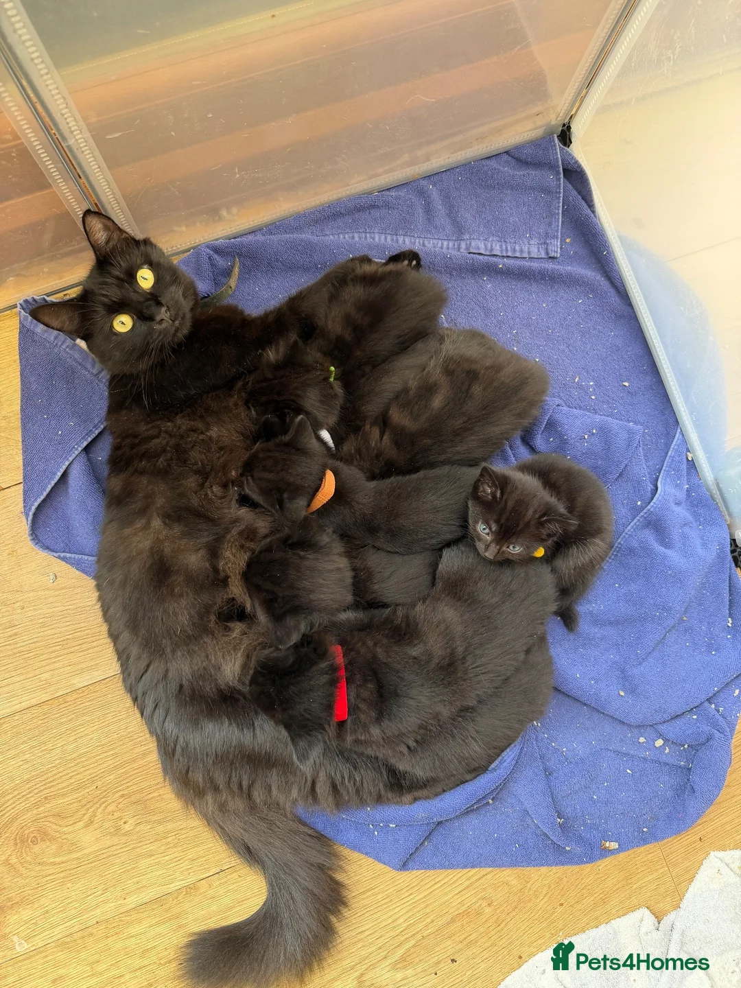 Mixed Breed cats for sale: Mixed Breed Of Black Kittens  in Coventry - Advert 1