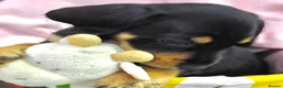 Mixed Breed dogs for sale: Mini Schnauzer X Mini Daschund puppies  - Advert 26