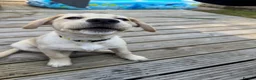 Labrador Retriever dogs for sale: Labrador Pup – Fully Vaccinated & Fully Trained - Advert 4