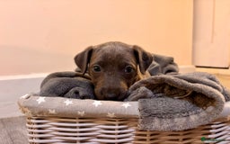 Mixed Breed dogs for sale: Lurcher Puppies  - Image 5