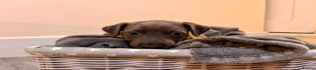 Mixed Breed Puppy 6