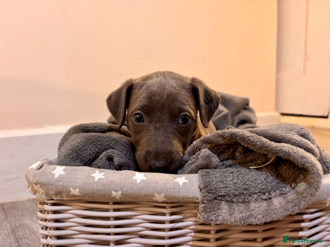 Mixed Breed dogs for sale: Lurcher Puppies  - Image 5