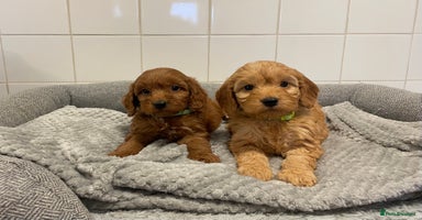 Cockapoo dogs - Advert 8