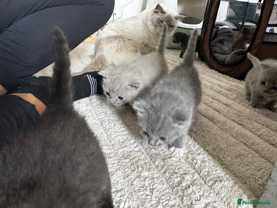 Ragdoll cats for sale: I have a beautiful litter of 5 kittens  - Advert 23