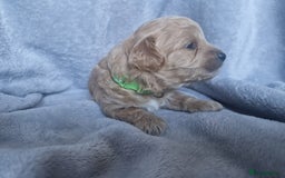 Poochon dogs for sale: Health tested parents  - Advert 12