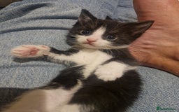 British Shorthair cats for sale: Six Gorgeous Kittens Available From Next Week - Image 23