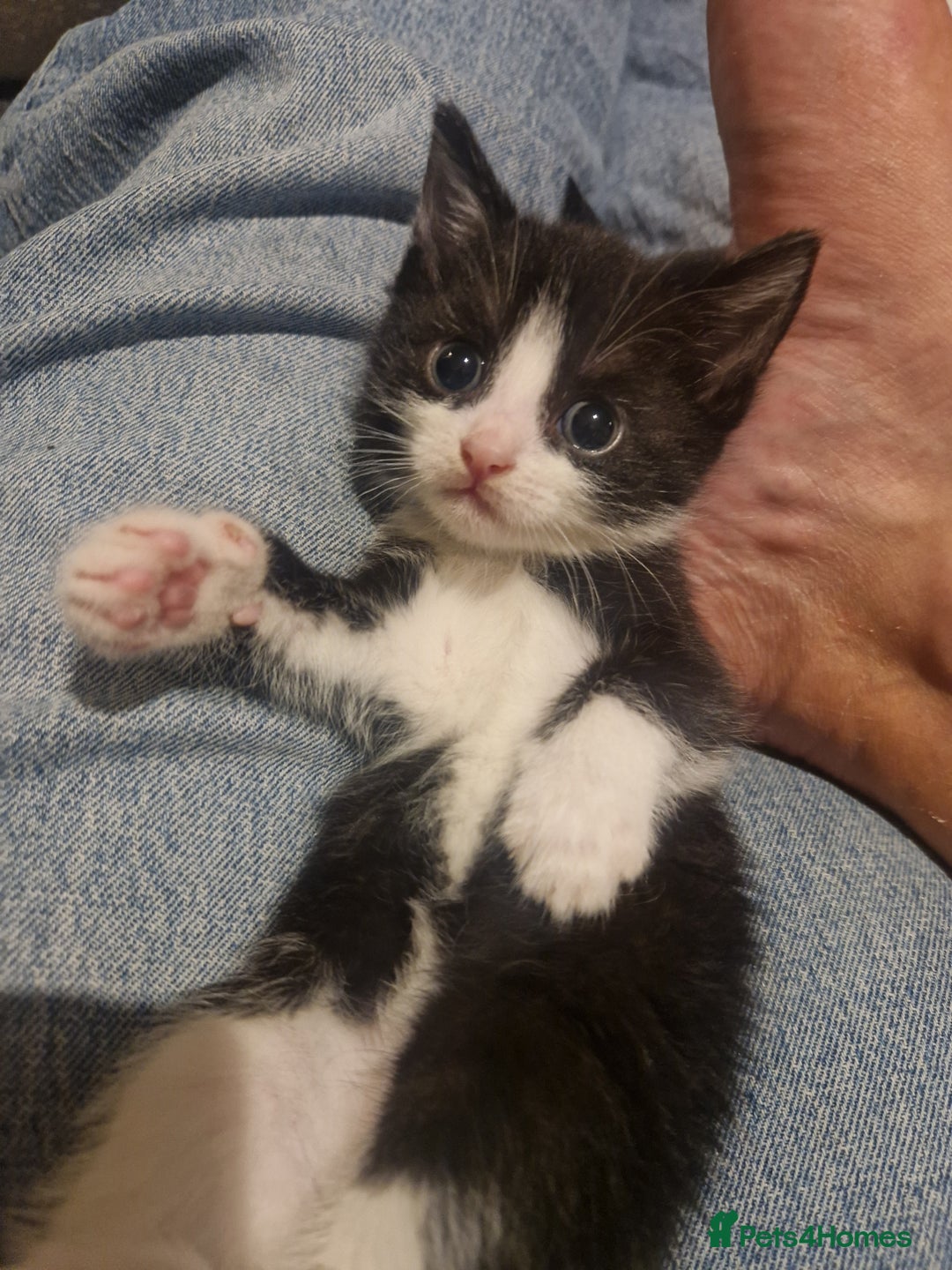 British Shorthair cats for sale: Six Gorgeous Kittens Available From Next Week - Image 23