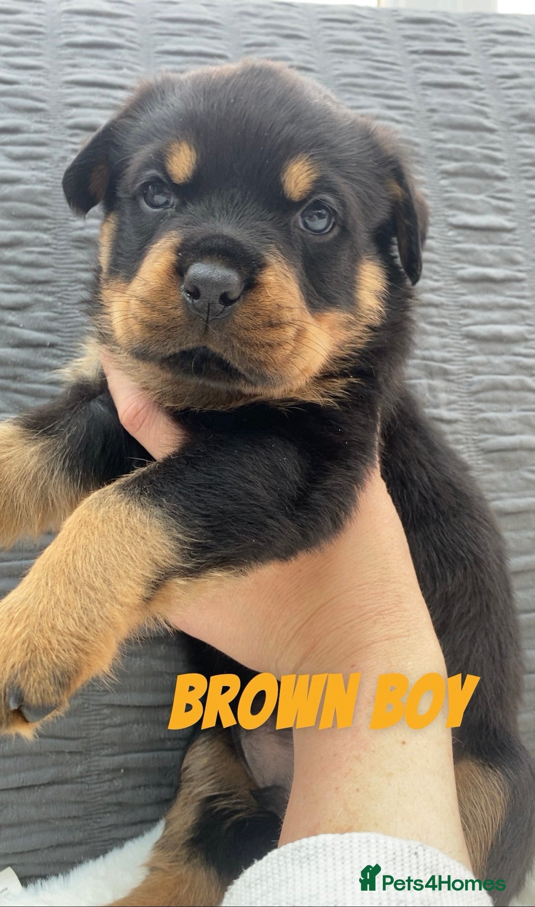 Rottweiler dogs for sale: KC Rottweiler puppies ready 16/11/25 - Image 14
