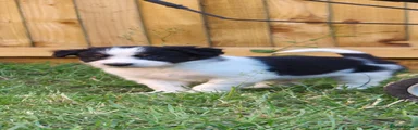 Border Collie Puppy 1