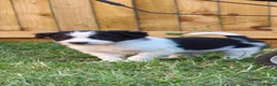 Border Collie dogs for sale: Border collie puppies  in Northampton - Advert 16