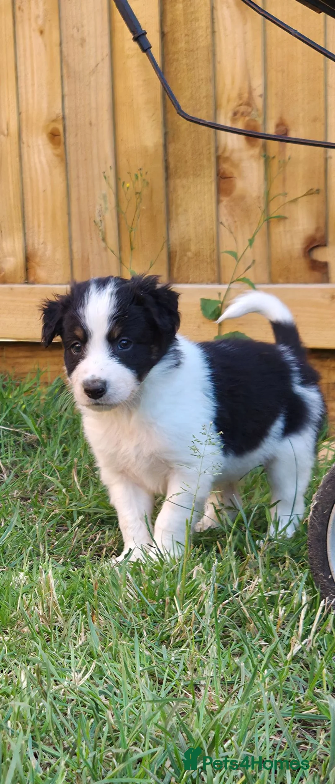 Border Collie dogs for sale: Border collie puppies  in Northampton - Advert 16