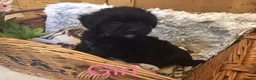 Jackapoo dogs for sale: Mr steven wilson - Advert 29