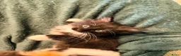 Ragdoll cats for sale: 3/4 Ragdoll Kittens - all long haired beauties  - Advert 8