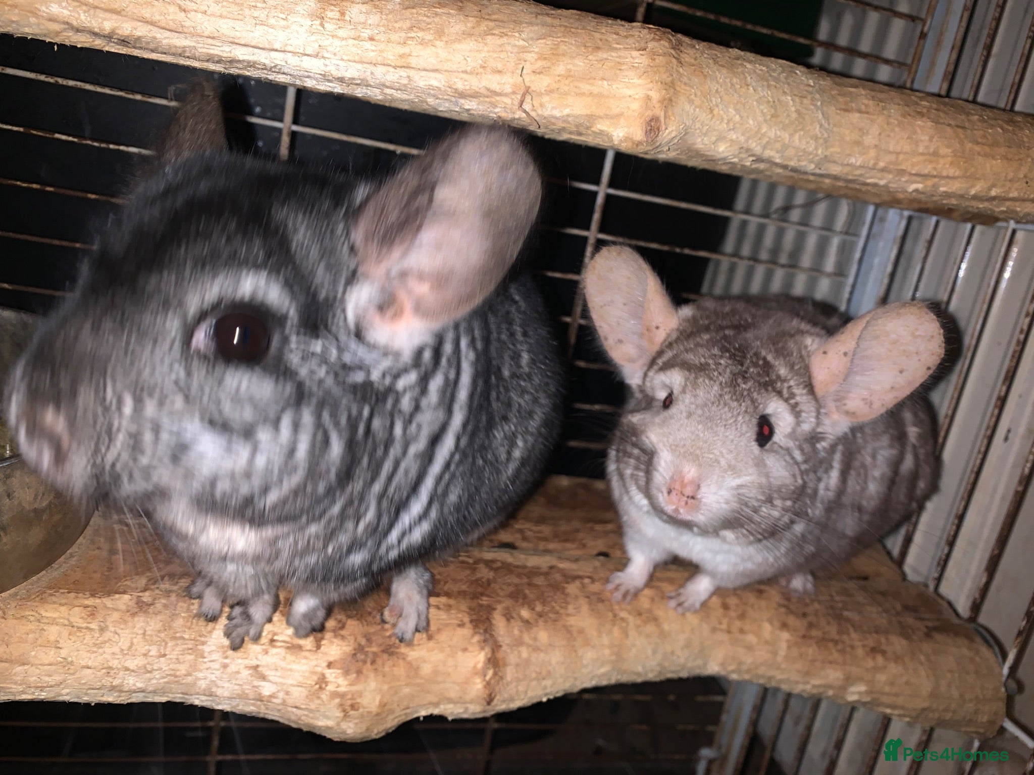 Chinchilla rodents Chinchilla - Advert 2