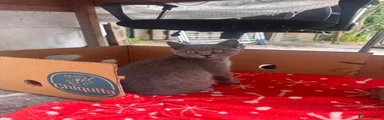 British Shorthair 3