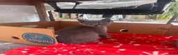 British Shorthair cats for sale: Three male British shorthairs  - Advert 3