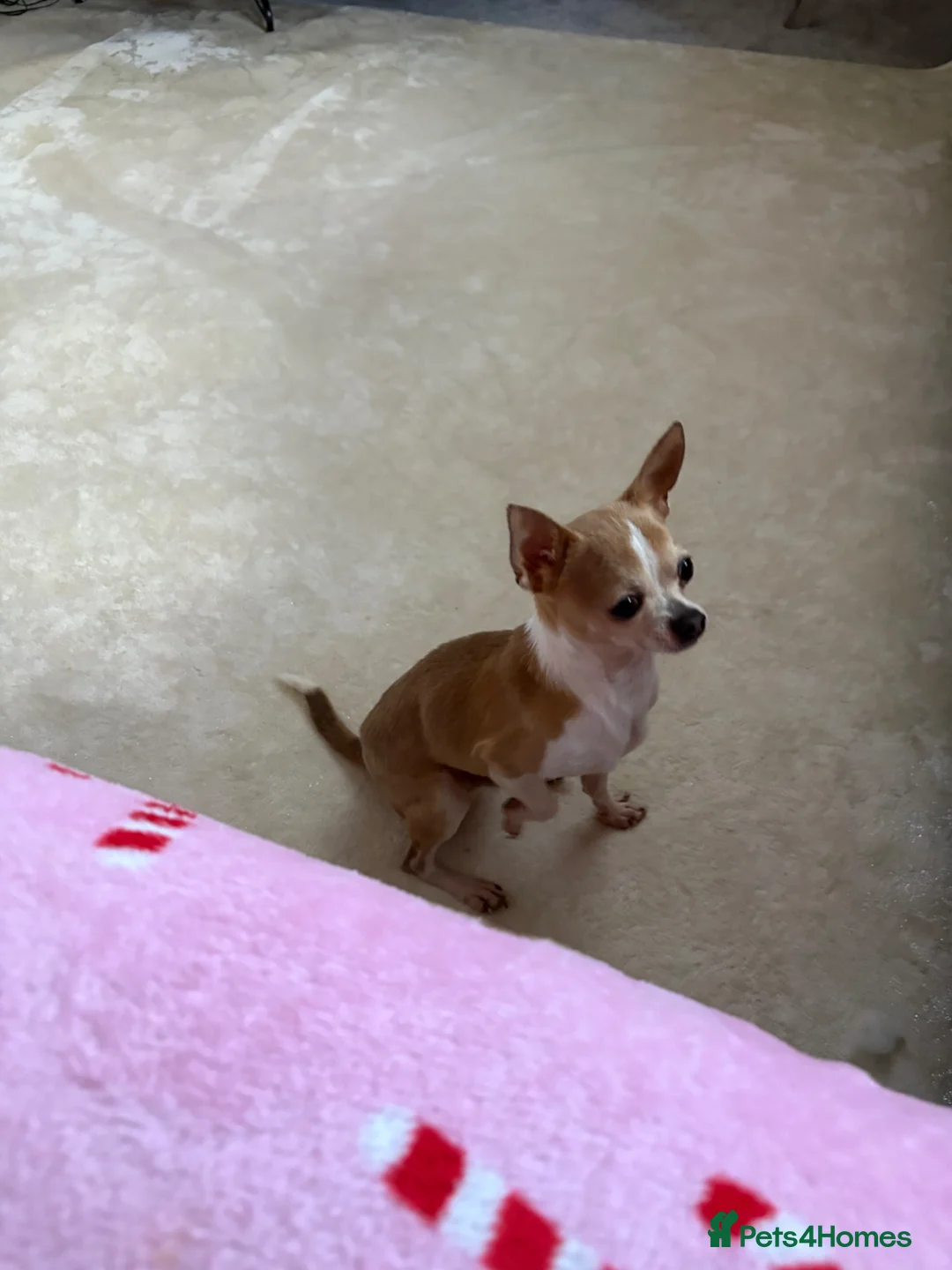 Chihuahua dogs for sale: chihuahuas  - Advert 2