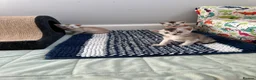 Abyssinian cats for sale: Silver Abyssinian kittens  - Advert 10