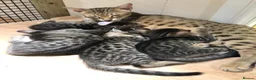 Savannah cats for sale: Beautiful Savannah adult female  in Tamworth - Advert 1