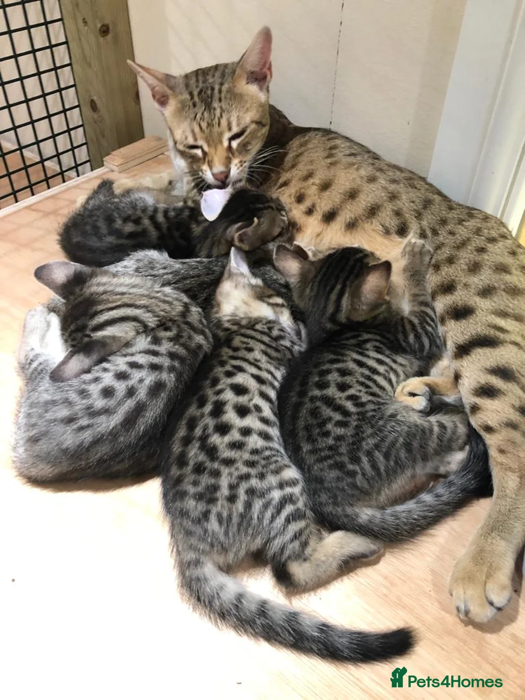 Savannah cats for sale: Beautiful Savannah adult female  in Tamworth - Advert 1