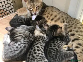 Savannah cats Beautiful Savannah adult female - Advert 1