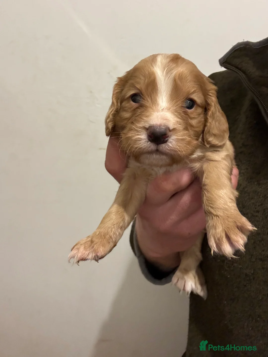 Cocker Spaniel dogs for sale: KC Working cocker spaniels. - Advert 8