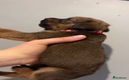Mixed Breed dogs for sale: Boxwillers - Image 24
