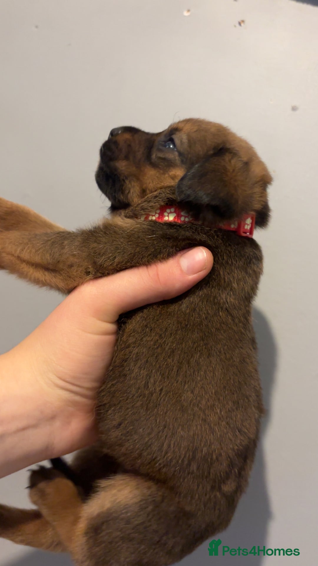 Mixed Breed dogs for sale: Boxwillers - Image 24