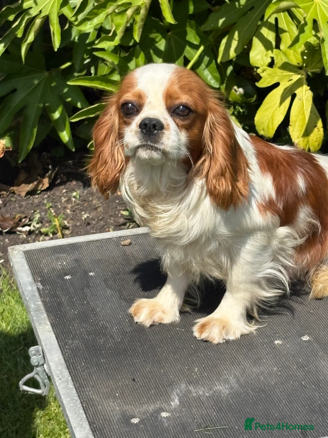 Cavalier King Charles Spaniel dogs for stud: Beautiful Blenheim cavalier stud boy  in Southport - Advert 5