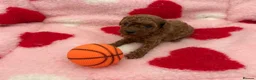 Miniature Poodle dogs for sale: KC Reg Miniature Poodles Puppies  - Advert 2
