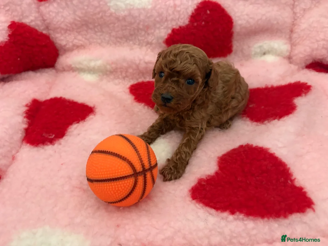 Miniature Poodle dogs for sale: KC Reg Miniature Poodles Puppies  - Advert 2