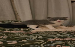 Mixed Breed cats for sale: 2 kittens  - Image 7