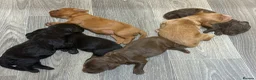 Cockapoo dogs for sale: Stunning F2 Cockapoo Puppies   in Leominster - Advert 6