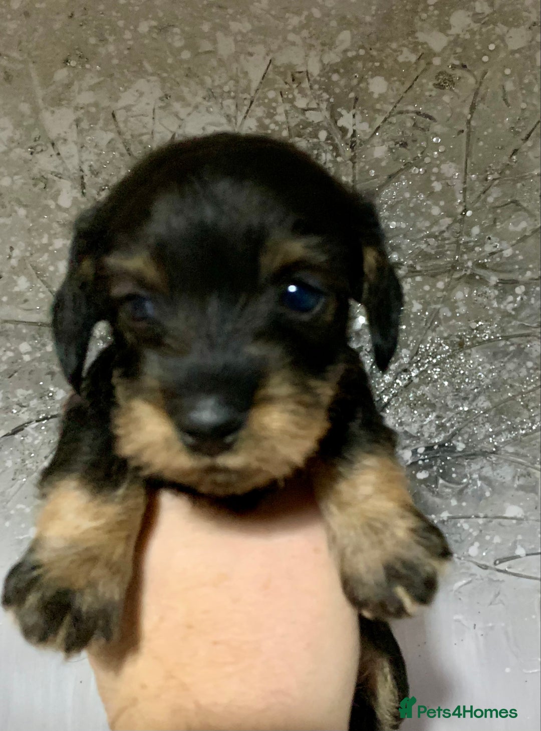 Miniature Dachshund dogs for sale: Miniature wirehaired daschunds - Advert 13