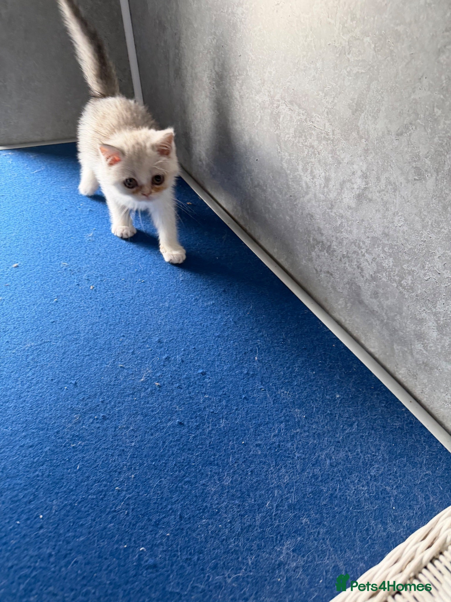 Exotic cats Reduced Beautiful Exotic female kitten - Advert 1