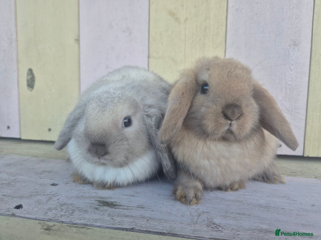 Mini Lop rabbits for sale: 💙 Beautiful and friendly mini lop boys 💙 - Advert 16