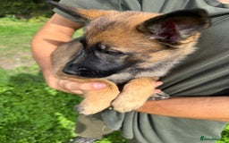 German Shepherd dogs for sale: Germany 🇩🇪 shepherd puppies dogs 🐕 big boned - Image 14