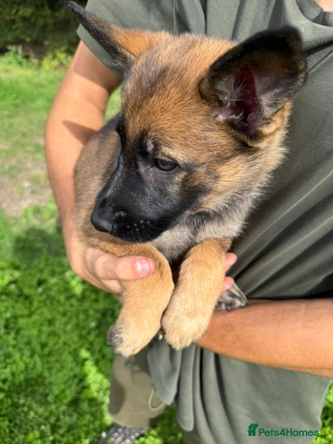 German Shepherd dogs for sale: Germany 🇩🇪 shepherd puppies dogs 🐕 big boned - Image 14