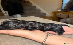 Cockapoo dogs for sale: Cockapoo puppies 🐶 - Image 11